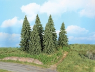  21801 - Wetterfichten, 14 - 18 cm (6 Stück)